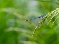 Blaue Federlibelle Männchen